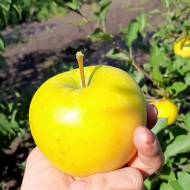 Саженец Яблоня Богемия Голд